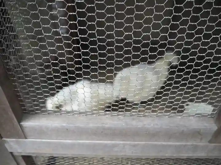 櫻木神社の動物