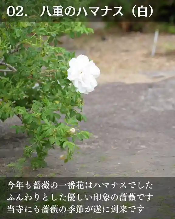 宝光寺(北海道)