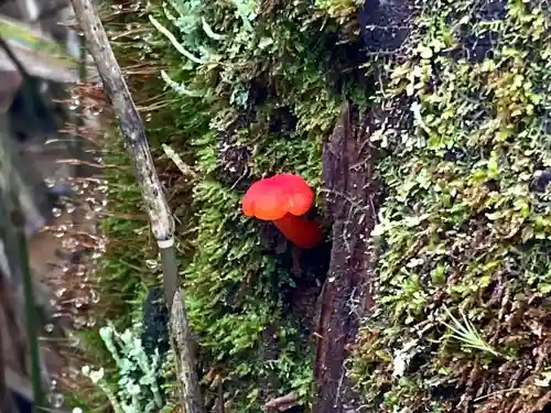 高峯神社(大室神社奥宮)(長野県)
