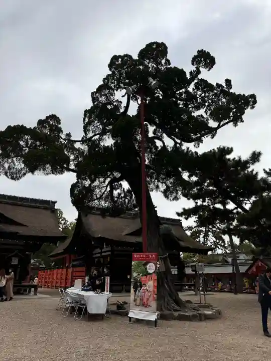 住吉大社の七五三参