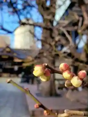 熊野神社(東京都)