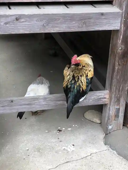 大崎八幡宮の動物