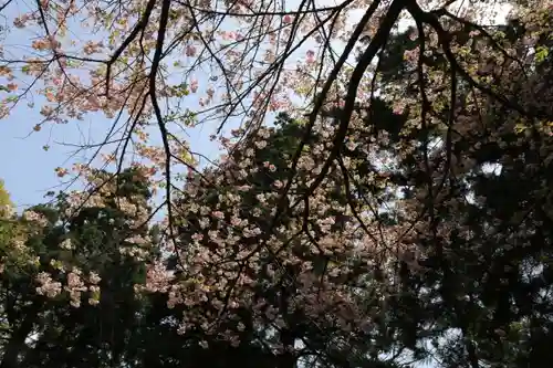 磐椅神社の自然