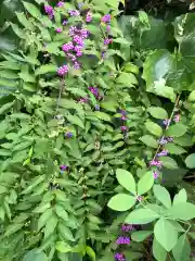 鴨島八幡神社の自然