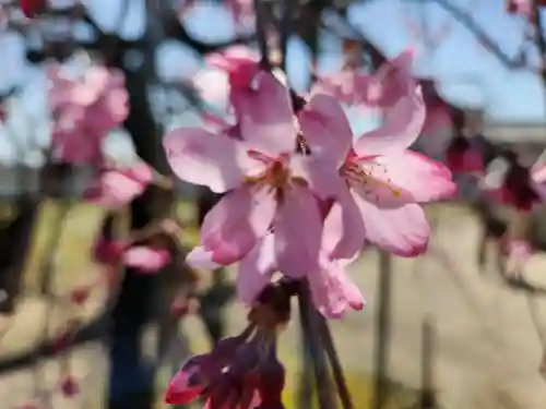 刑部神社の自然