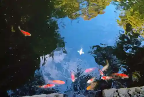 鶴岡八幡宮の動物