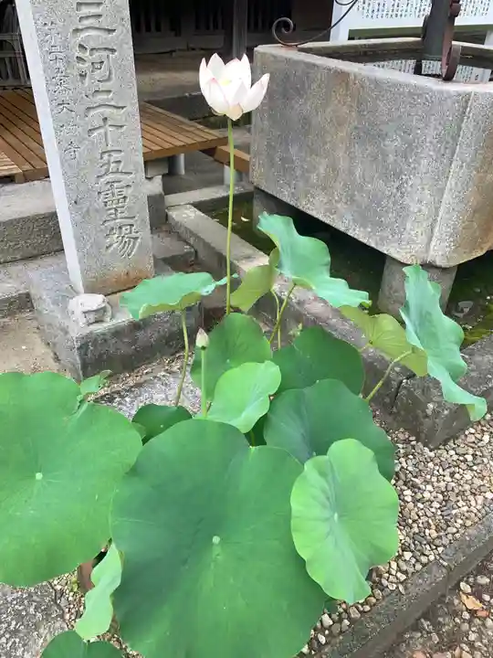 大樹寺(松安院大樹寺)(愛知県)
