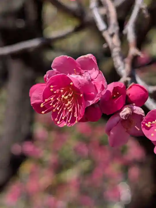 金藏院(神奈川県)
