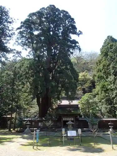 若狭姫神社（若狭彦神社下社）の本殿・本堂