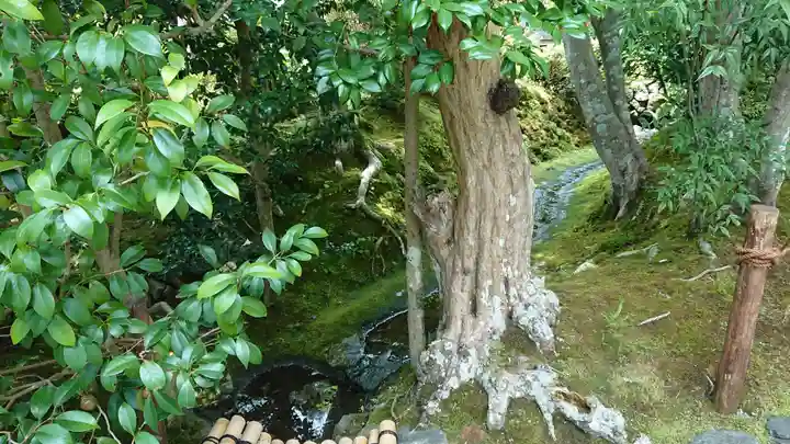華厳寺(鈴虫寺)の庭園