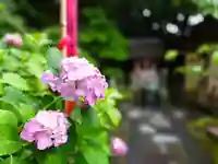 紫陽花
