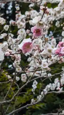 北野天満宮の自然