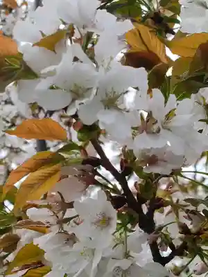 長勝院の{uncategorized: "未分類", other: "その他", undefined: "問題あり", building: "その他建物", grave: "お墓", sacred_gate: "鳥居", guardian: "狛犬", statue: "像", buddha: "仏像", history: "歴史", nature: "自然", garden: "庭園", animal: "動物", pagoda: "塔", temizu: "手水舎", mountain_gate: "山門・神門", sanctuary: "本殿・本堂", subordinate: "末社・摂社", art: "芸術", scenery: "景色", jizo: "地蔵", ema: "絵馬", goshuin: "御朱印", omikuji: "おみくじ", items: "授与品その他", amulet: "お守り", goshuincho: "御朱印帳", eats: "食事", festival: "お祭り", votive_dance: "神楽", shichigosan: "七五三参", wedding: "結婚式", experience: "体験その他", initially: "初詣", around: "周辺", anti_infection: "感染症対策"}