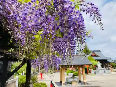 總社 和田八幡宮(福井県)