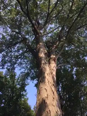八王子神社の自然