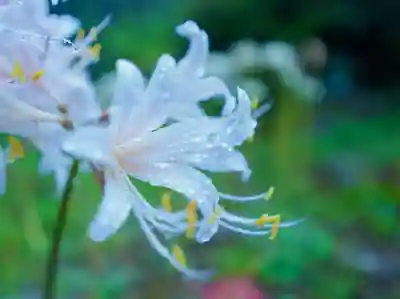 南原寺(山口県)