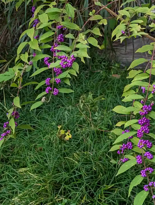 元慶寺(京都府)