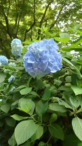 明月院(神奈川県)