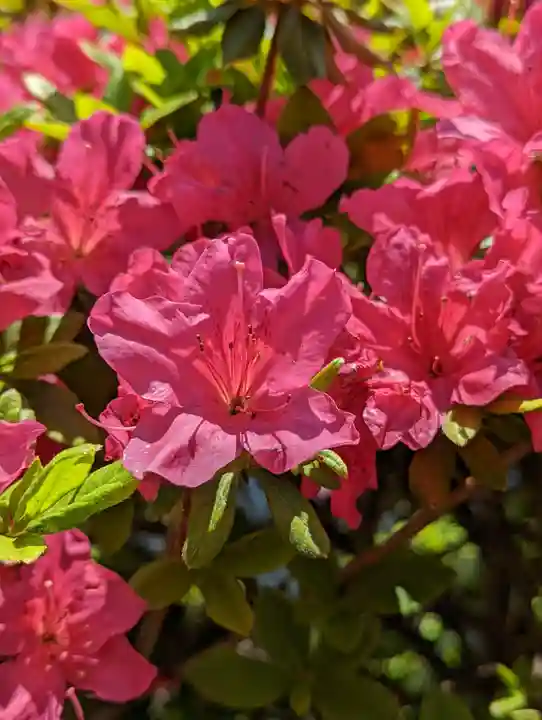 六孫王神社(京都府)