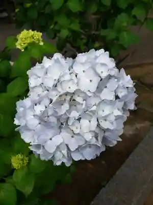 妙法寺(東京都)