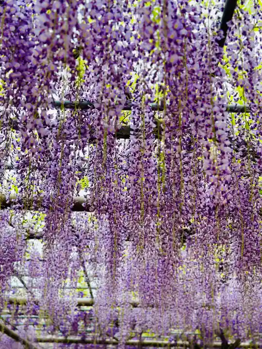 曼陀羅寺の自然