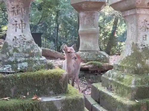 春日大社の動物