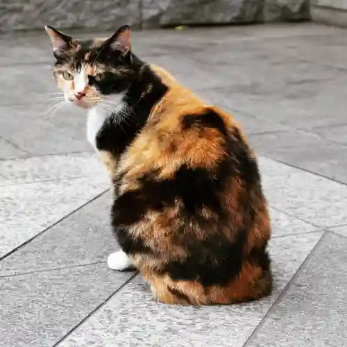 くまくま神社(導きの社 熊野町熊野神社)の動物