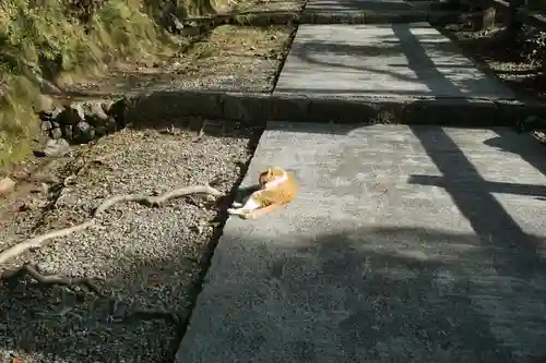 唐澤山神社の動物