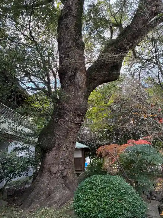 三嶋大社(静岡県)