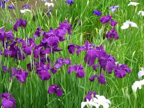 天台宗　長窪山　正覚寺の自然