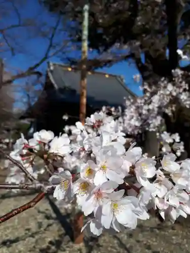 寛永寺(根本中堂)の自然