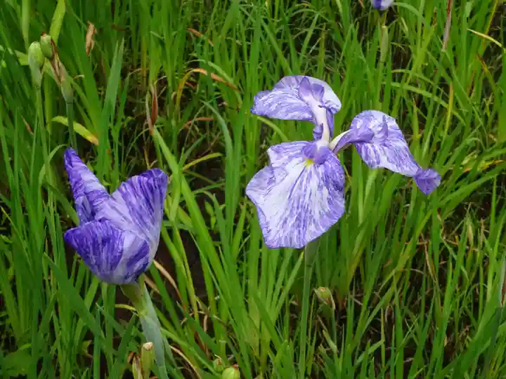 天台宗 長窪山 正覚寺の自然