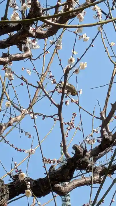 高津宮(大阪府)