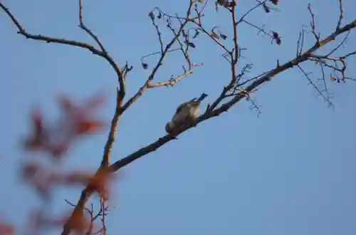 留辺蘂神社の動物