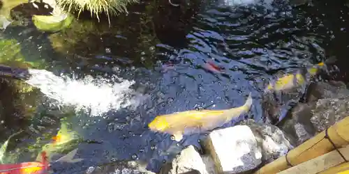 吉原弁財天本宮（吉原神社奥宮）の動物