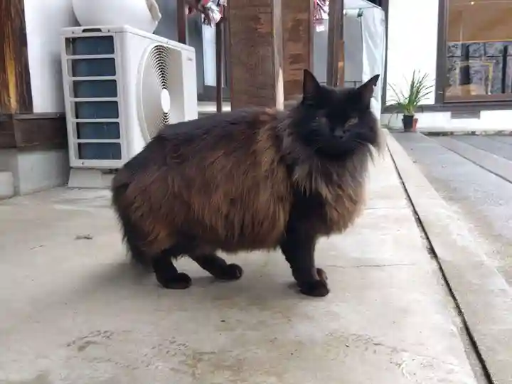 御誕生寺(猫寺)(福井県)