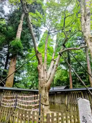 天岩戸神社(宮崎県)