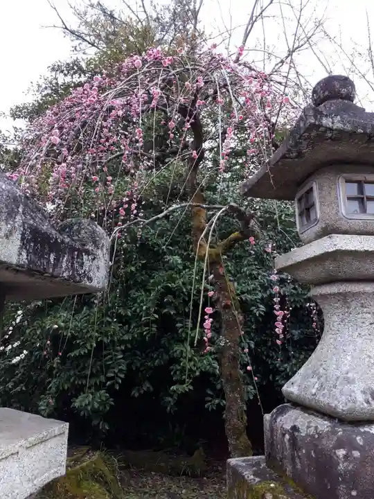 北野天満宮の自然