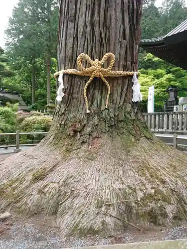 北口本宮冨士浅間神社の自然