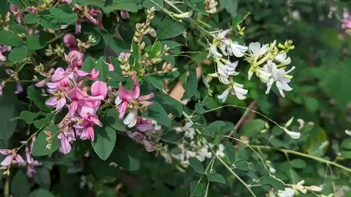梨木神社の自然
