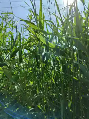 厚別神社(北海道)