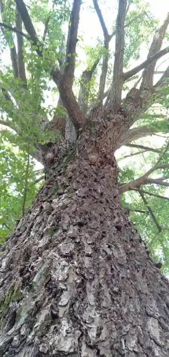 田無神社の自然