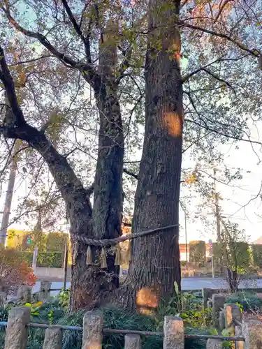 楡山神社の自然