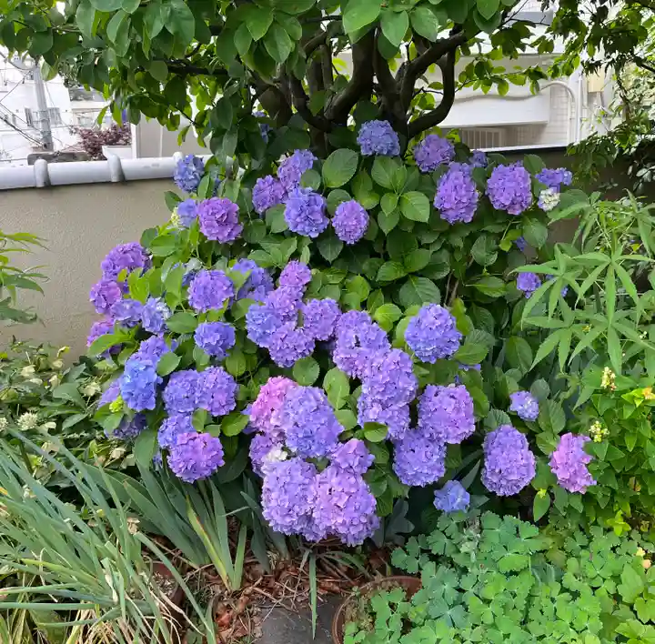 蓮乗院(東京都)