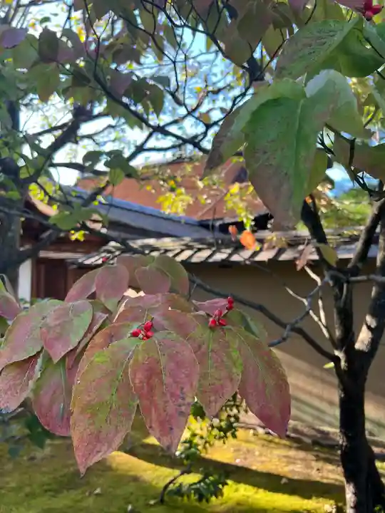 大仙院(京都府)