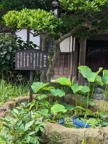 極楽寺（霊鷲山感應院極楽律寺）の庭園