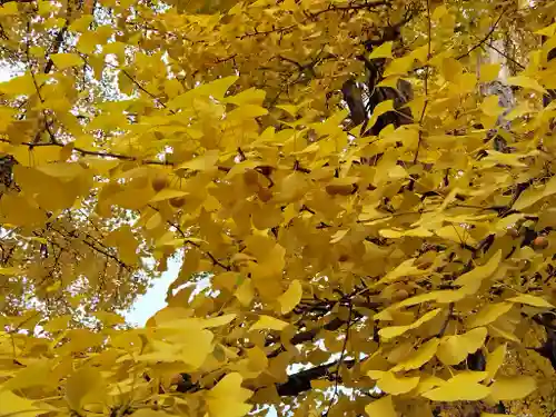 上川神社の自然