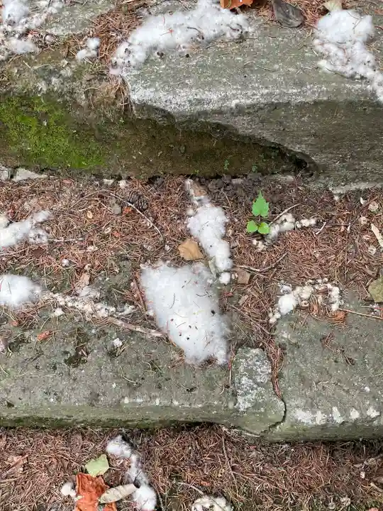 京極八幡神社の自然