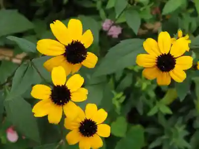 能勢妙見山別院(東京別院)の自然