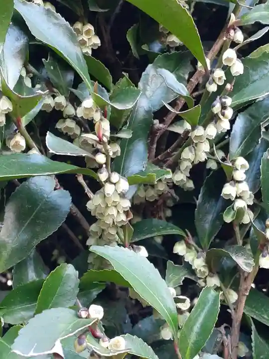 伏木香取神社(茨城県)